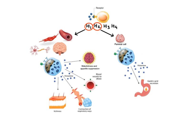 ANTIHISTAMINES (MADE EASY) Visual