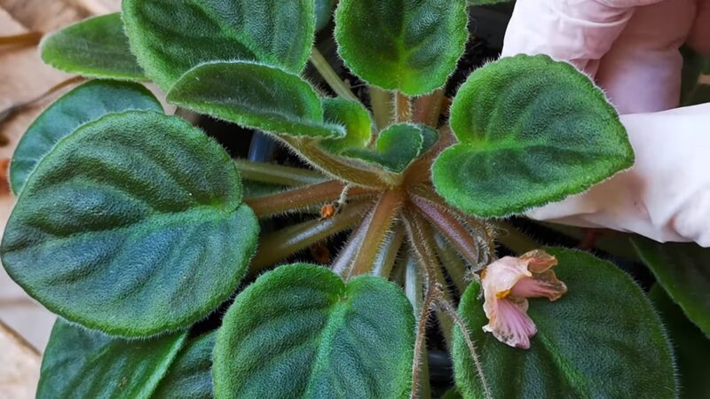 African Violets after blooming