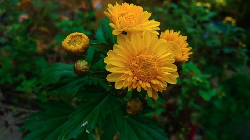 China Chrysanthemum Flower