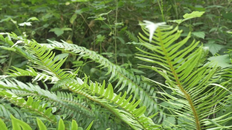 Fern Plant