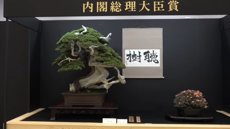 Taikanten Bonsai