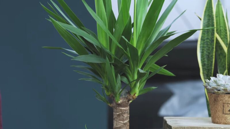 Yucca Plant